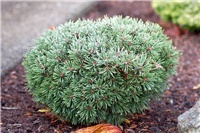 0f5a51b5-Pinus mugo 'Hvozdany'1.jpg
